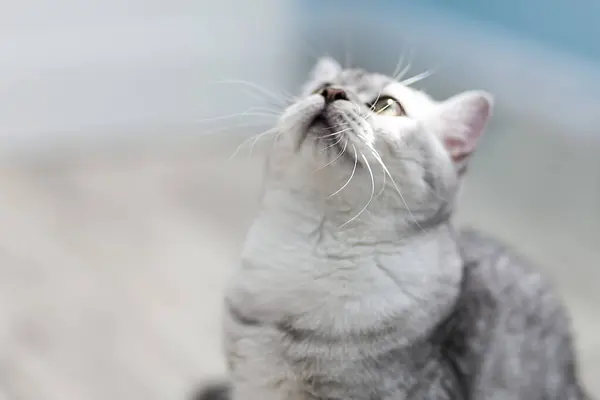 Close British Grey Cat Looking Away While Sitting Wooden Backgroun — Stock Photo, Image