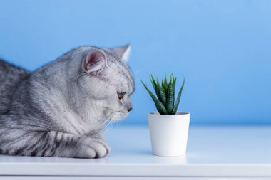 Şirin, küçük, gri, İngiliz kedi yavrusu saksıda sulu bir bitkiyi kokluyor. Sağlıklı şirin kedi yavrusu kavramı. Hayvanlarla ilgilenmek. Hayvan ve kedi ürünleri reklam kampanyası