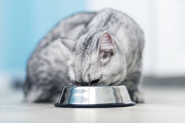 Güzel gri İngiliz kedisi metal bir kâsede yemek yiyor. Sevimli evcil hayvan.