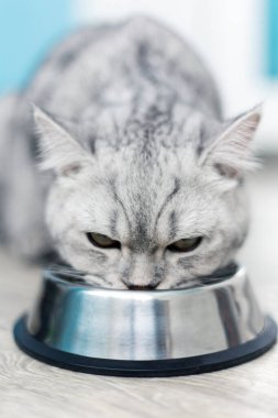 Güzel gri İngiliz kedisi metal bir kâsede yemek yiyor. Sevimli evcil hayvan.