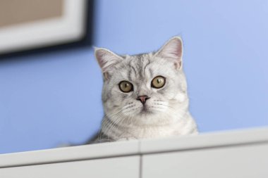 Evdeki beyaz şifoniyerin üzerinde oturan büyük gözlü şirin çizgili gri İngiliz kedi yavrusu. Kedi kameraya bakıyor. Komik sevimli kedi evcil hayvan kavramı