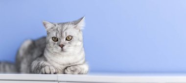 Mavi arka planda beyaz şifoniyerin üzerinde yatan sevimli gri İngiliz kedisine yakın plan. konsept reklamcılık ve telif alanı, afiş