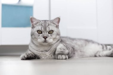 Güzel bir evcil kedi açık mavi bir odada dinleniyor. Sarı gözlü gri bir Shorthair kedisi kameraya bakıyor.