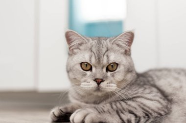 Güzel bir evcil kedi açık mavi bir odada dinleniyor. Sarı gözlü gri bir Shorthair kedisi kameraya bakıyor.