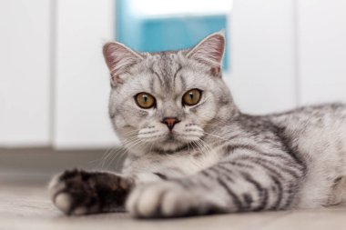 6 aylık mavi İngiliz kısa hava kedisinin portresi kameraya bakarken ya şok oldu ya da açık mavi bir odada fotokopi makinesiyle şaşırdı.