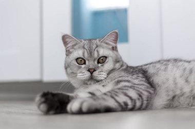 6 aylık mavi İngiliz kısa hava kedisinin portresi kameraya bakarken ya şok oldu ya da açık mavi bir odada fotokopi makinesiyle şaşırdı.