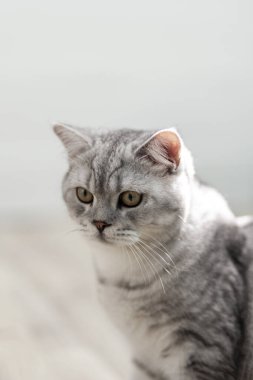 Şirin İngiliz kısa hava gri tekir kedisi bej ahşap arka grubuna tepeden bakıyor