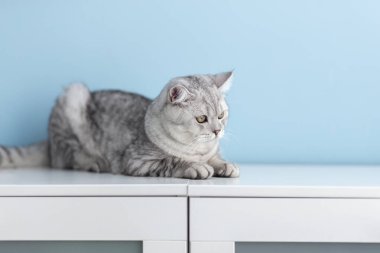 Güzel gri tekir kedi beyaz şifoniyerin üzerinde yatıyor, İngiliz Shorthair kedisi, sevimli ve komik