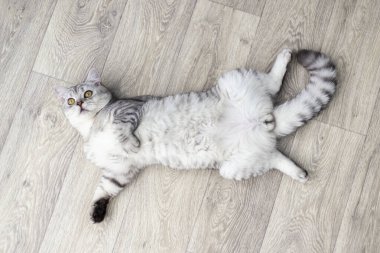 İngiliz gri tekir kedisi ahşap zemin üzerinde yatıyordu.