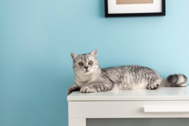 Komik İngiliz kısa kedi portresi. Mavi arka planda fotokopi ile şaşırmış ya da şok olmuş görünüyor.