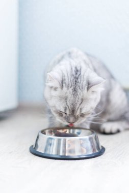 Güzel gri İngiliz kedisi metal bir kâsede yemek yiyor. Sevimli evcil hayvan.