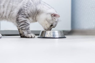 Güzel gri İngiliz kedisi metal bir kâsede yemek yiyor. Sevimli evcil hayvan.