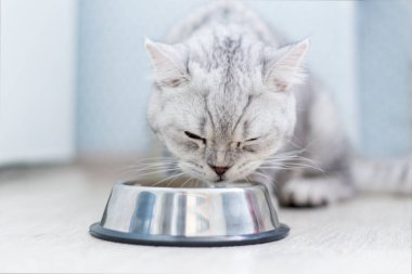 Evde ya da evde bir kase granülü şirin küçük İngiliz gri kedi yavrusu.