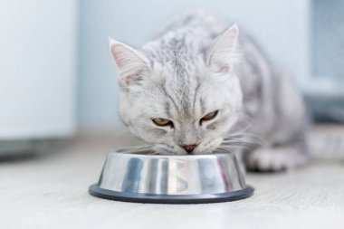 Evde ya da evde bir kase granülü şirin küçük İngiliz gri kedi yavrusu.