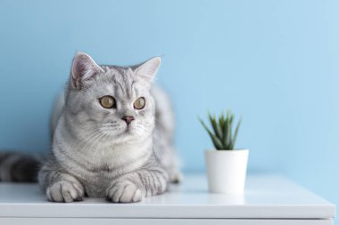İngiliz Shorthair Cat, mavi arka planda sulu bir saksının yanında oturuyor. Safkan kediler için konsept reklamlar ve vitaminler