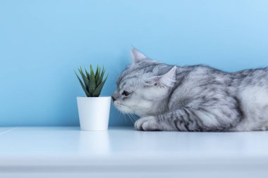 İngiliz kedi yavrusu patilerinin üzerinde dikilip mavi arka grubundaki beyaz çaydanlıktan yeşil bitkileri yiyor.