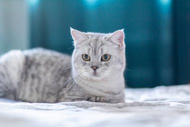 Yatakta beyaz battaniye üzerinde dinlenen genç, sevimli bir kedi. Mavi gri kürklü İngiliz Shorthair kedisi.