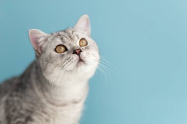 6 aylık mavi İngiliz kısa hava kedisinin portresi kameraya bakarken ya şok oldu ya da açık mavi bir odada fotokopi makinesiyle şaşırdı.