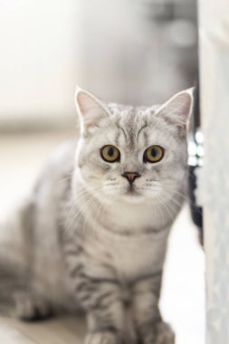 Çizgili Meraklı Tekir Kedicik. Güzel pofuduk gri kedi yavrusunun portresi. Kedi, hayvan bebek, büyük gözlü kedi beyaz ekose üzerinde oturur ve kamera arkasından dışarı bakar.
