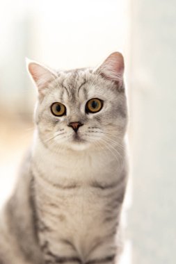 Çizgili Meraklı Tekir Kedicik. Güzel pofuduk gri kedi yavrusunun portresi. Kedi, hayvan bebek, büyük gözlü kedi beyaz ekose üzerinde oturur ve kamera arkasından dışarı bakar.
