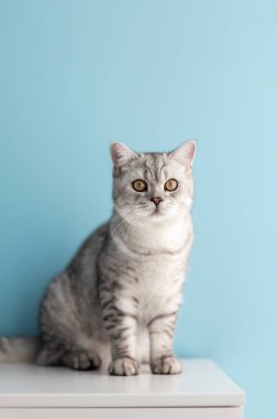Büyüleyici olgun İngiliz mavi kediciği bakışları ve kararlılığıyla