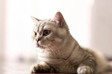 Mavi tekir İngiliz Shorthair kedisi turuncu gözlü, gri kedi evin zemininde dinleniyor, yakışıklı genç kedi poz veriyor ve yan bakıyor