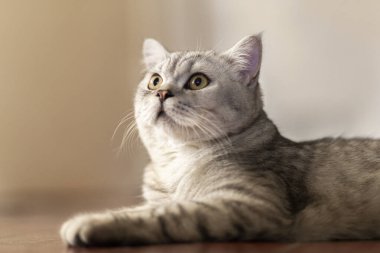 Mavi tekir İngiliz Shorthair kedisi turuncu gözlü, gri kedi evin zemininde dinleniyor, yakışıklı genç kedi poz veriyor ve yan bakıyor