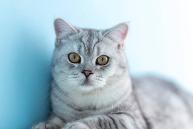 Mavi geniş bir arkaplanda telif alanı için kameraya bakan sevimli beyaz İngiliz kedisine yaklaş