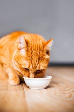 Sevimli safkan kedi ahşap zeminde ıslak yiyecekler yiyor. Mutfakta beyaz tabaklı şirin safkan kedi yavrusu. Tatlı safkan kedi yavrusu ölüyor.