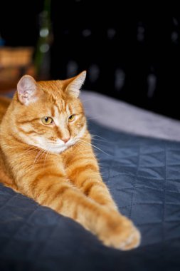 Kanepede yatan kızıl şişko kedi. Kanepedeki kırmızı kedinin yakın fotoğrafını çek. Evcil hayvanlar. Evcil hayvanlı bir hayat