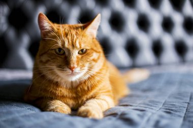 Siyah Arkaplanda Ginger Cat 'in sevimli portresi, profil görüntüsü. Yatakta yatan kırmızı kedi yavrusu aç ve gevşemiş.