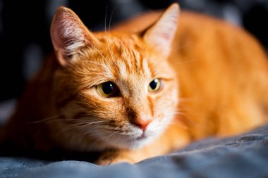 Siyah Arkaplanda Ginger Cat 'in sevimli portresi, profil görüntüsü. Yatakta yatan kırmızı kedi yavrusu aç ve gevşemiş.