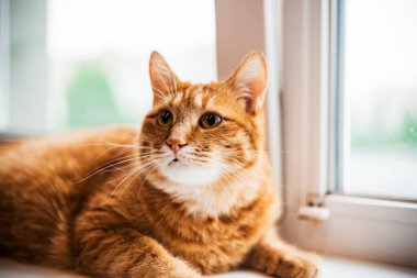 Kırmızı kedi pencere pervazında portreyi kapat, üst manzara. Büyük gözlü kırmızı kedi.