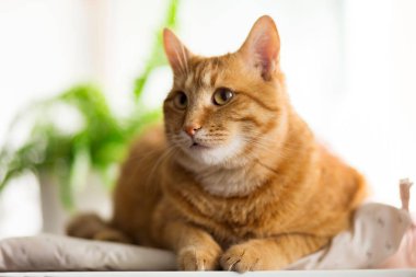 Ginger Cat 'in portresi, izole edilmiş beyaz arka plan, ön manzara. reklam pankartları.