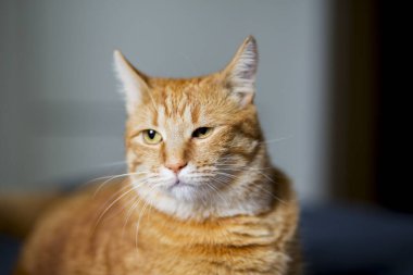 Beyaz bir odada, tahta zeminde oturan kızıl kedi. Şişko kırmızı kedi dinleniyor. Evde tatlı pofuduk kedi yavrusu var. Büyük kırmızı bir kedi modern bir apartmanın içinde güzel bir şekilde yerde yatıyor.