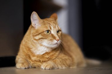 Beyaz bir odada, tahta zeminde oturan kızıl kedi. Şişko kırmızı kedi dinleniyor. Evde tatlı pofuduk kedi yavrusu var. Büyük kırmızı bir kedi modern bir apartmanın içinde güzel bir şekilde yerde yatıyor.