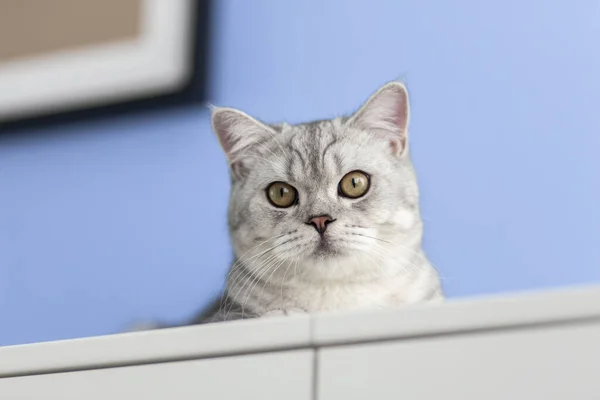 造型可爱 条纹灰色的英国猫咪 大大的眼睛坐在家里的白色梳妆台上 猫在镜头前看着 有趣可爱的猫宠物的概念 — 图库照片