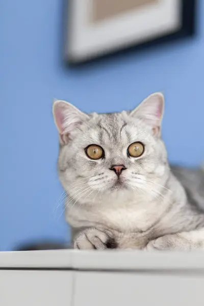 Retrato Bonito Listrado Cinza Britânico Gatinho Com Grandes Olhos Sentados — Fotografia de Stock