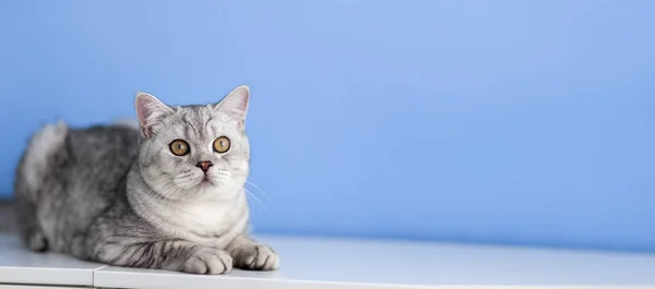 一只可爱的灰色英国猫躺在蓝色背景的白色梳妆台上 概念广告和版权空间 — 图库照片