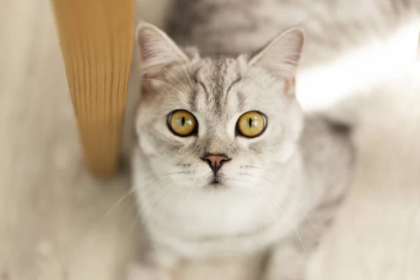 배경에 짧은머리 고양이는 체셔처럼 스키타이 고양이는 바닥에 쉬고있다 수수료를 고양이 — 스톡 사진