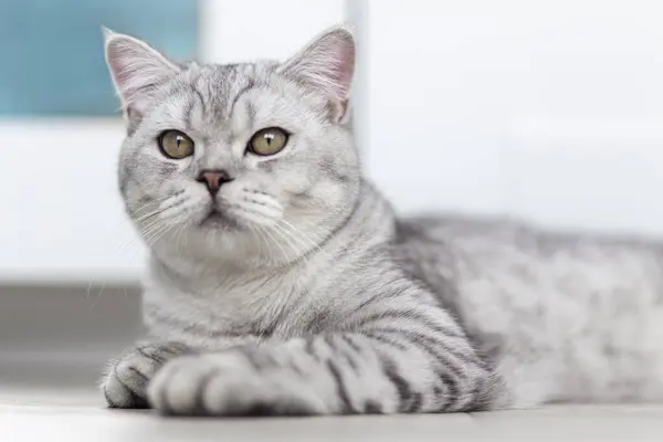 一只漂亮的家猫在一间浅蓝色的房间里休息 一只灰色的山猫 黄色的眼睛看着茶杯 — 图库照片