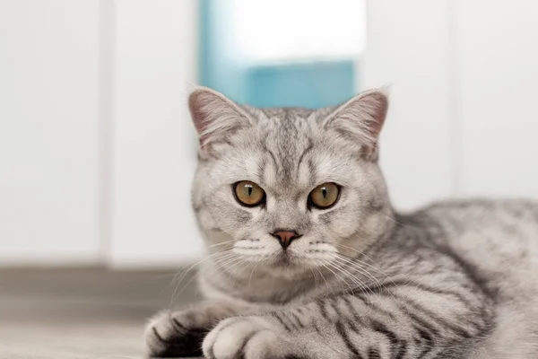 Красива Домашня Кішка Відпочиває Світло Блакитній Кімнаті Сіра Короткошерста Кішка — стокове фото
