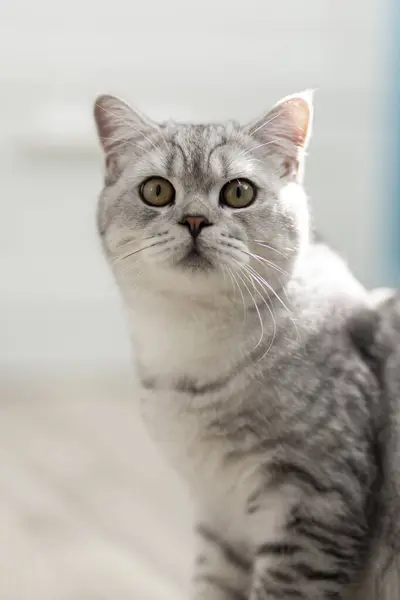 Cute British Shorthair Grey Tabby Cat Looking Camera Beige Wooden — Stock Photo, Image