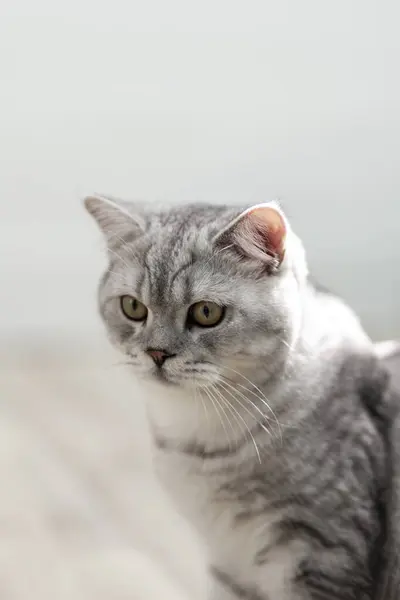 Симпатичная Британская Короткошерстная Серая Тэбби Кошка Глядящая Вниз Бежевый Деревянный — стоковое фото