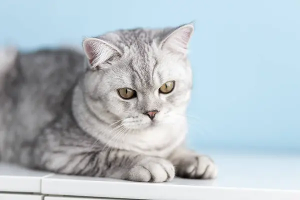 Mooie Grijze Tabby Kat Liggend Witte Dressoir Britse Stenografisch Kat — Stockfoto