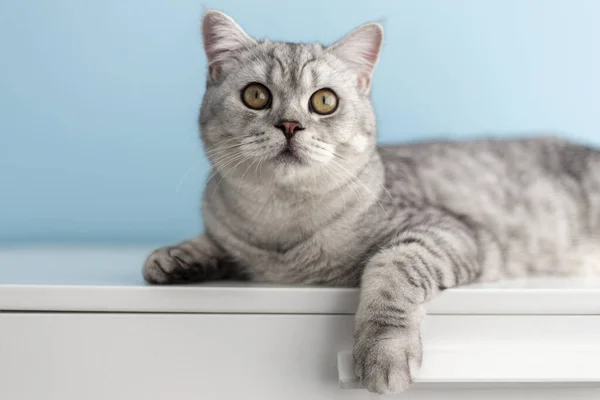 Симпатичная Серая Британская Короткошерстная Кошка Тэбби Голубом Бэкграунде — стоковое фото