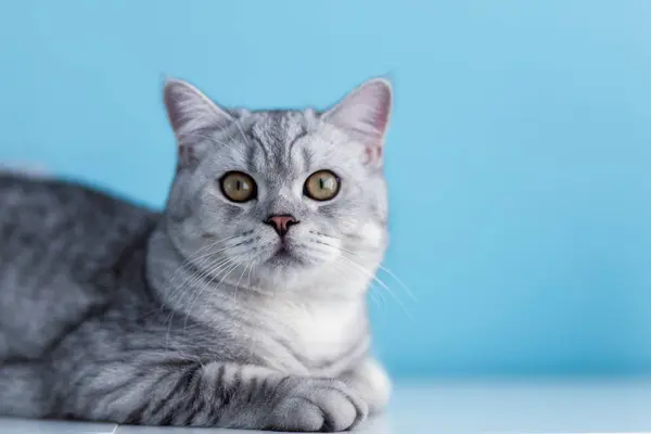 귀여운 Tabby 짧은머리 고양이 Backgroun — 스톡 사진