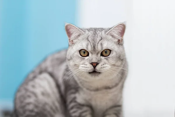Bonito Cinza Britânico Tabby Shorthair Gato Azul Backgroun — Fotografia de Stock