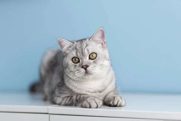 Engraçado Britânico Shorthair Gato Retrato Olhando Chocado Surpreso Fundo Azul — Fotografia de Stock