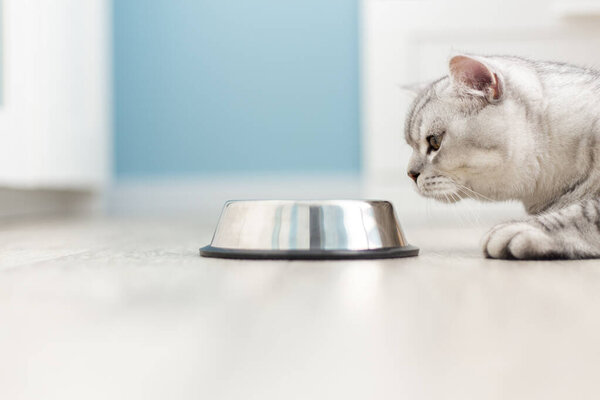little gray striped british kitten eats wet food on white wooden background. Cute purebred kitten on kitchen with metall bowl